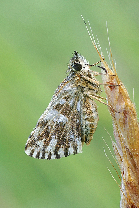 Da determinare : Pyrgus malvoides